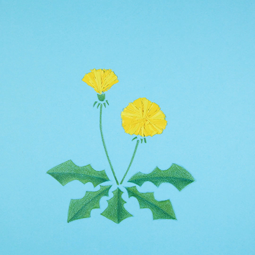 サクラクレパス05